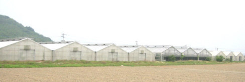 �ԍ͔|�̃r�j�[���n�E�X