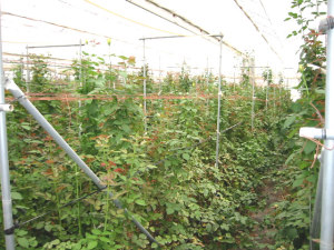 �΂�͔|�̃r�j�[���n�E�X�̒�